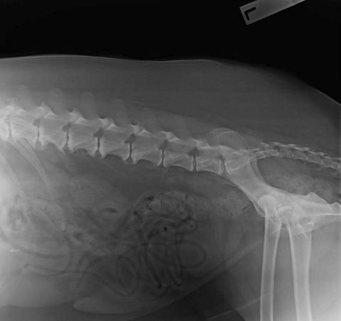 Chirotechnic - Renee 1