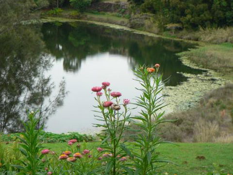 Banora Holistic Healing - Renee 0