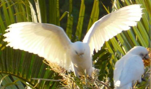 Banora Holistic Healing - Renee 1