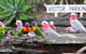 Barambah Bush Caravan & Camping Park - thumb 2