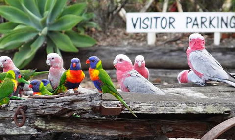 Barambah Bush Caravan & Camping Park - Internet Find 2