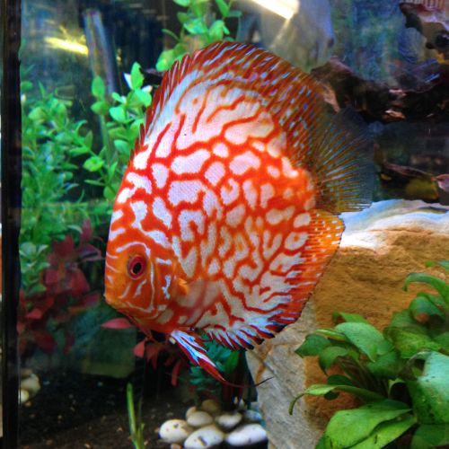 Pet Sitting Internet Find