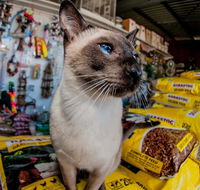 Whitsunday Better Pets - Renee