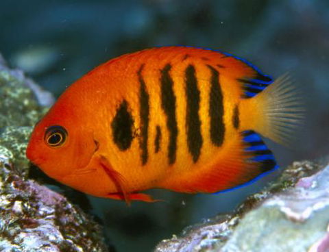 Cairns Marine - Renee 0