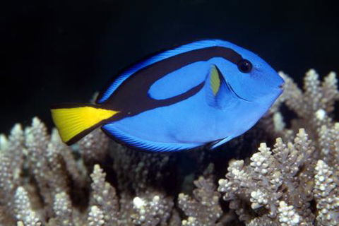 Cairns Marine - Renee 2