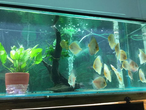 True Blue Aquariums - Renee 1