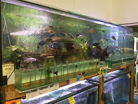 True Blue Aquariums - Renee 2