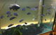 True Blue Aquariums - thumb 3
