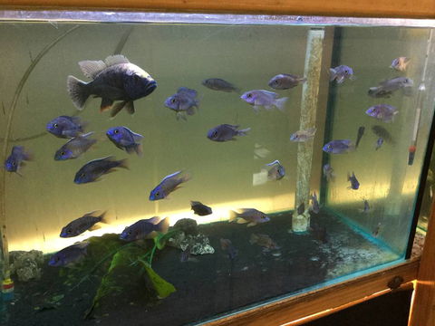 True Blue Aquariums - Renee 3