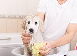 All Pet Stop - Renee 0
