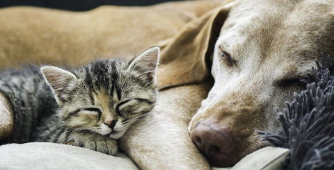 All Pet Stop - Renee 1