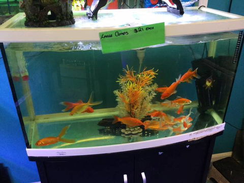 As Green As Garden Centre - Internet Find 2