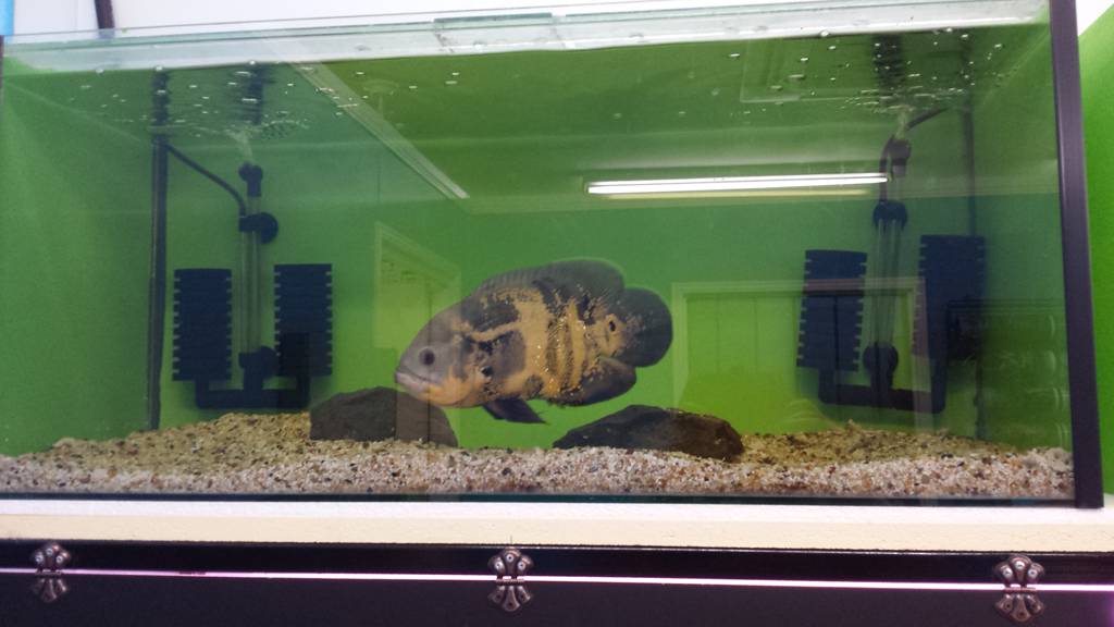 Cake Pastry Shops Maryborough QLD Renee