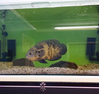 Slither  Swim Aquarium  Reptiles - Internet Find