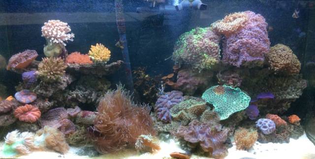 Pet Shops North Rockhampton QLD Qld Realsetate