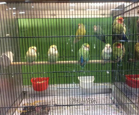 Rocky Pet World - Renee 4