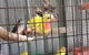 PJ’s Pet Barn - thumb 4