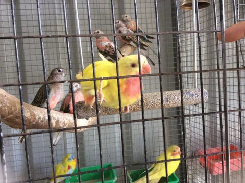 PJ’s Pet Barn - Renee 4