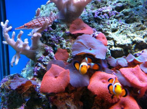 Tropical Marine Centre - Internet Find 0