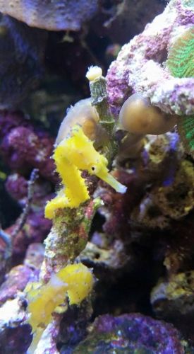 Tropical Marine Centre - Internet Find 1