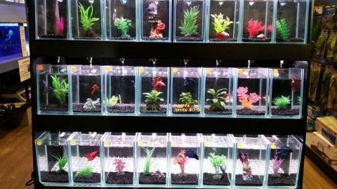 Tropical Marine Centre - Internet Find 2