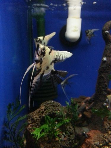 Tropical Marine Centre - Internet Find 3