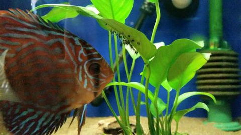 Tropical Marine Centre - Internet Find 4