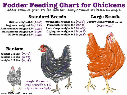 Feed And Fodder - Renee 0