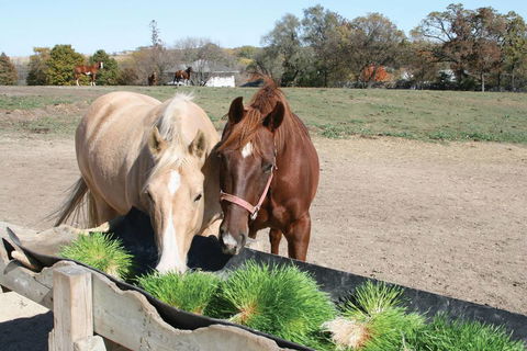 Feed And Fodder - Renee 1