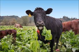 Feed And Fodder - Renee 2
