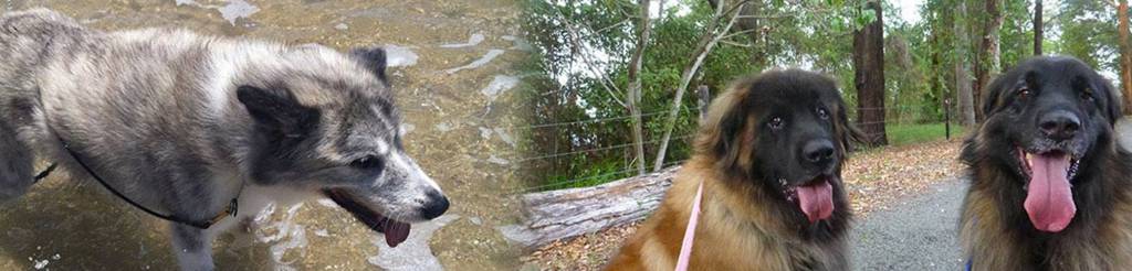 Pet Shops Forest Glen QLD Renee