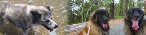 Pets & Ponds - Renee 0