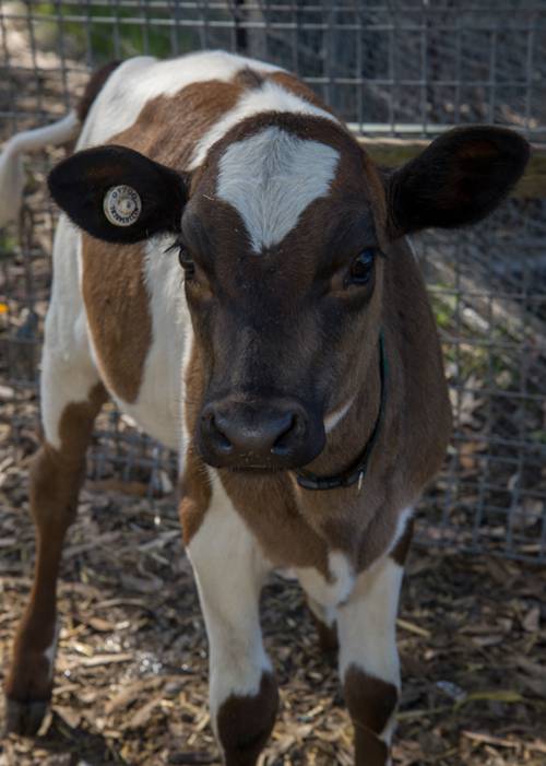 Pet Food Supplies Kanwal NSW Internet Find