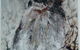 Nimue Art - thumb 1