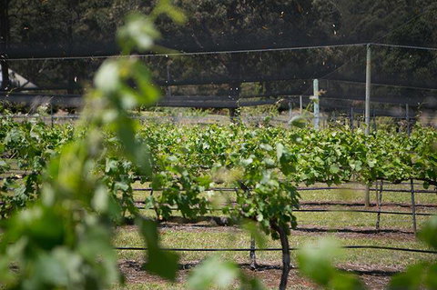 Long Point Vineyard & Art Gallery - Renee 2