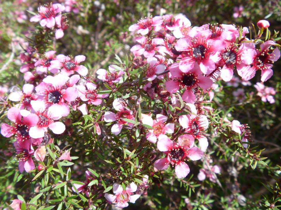 Nurseries Supplies Renee