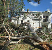 Almighty Trees  Demolition - Renee