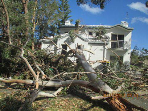 Almighty Trees & Demolition - Renee 0