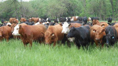 Across Country Real Estate & Livestock - Renee 1