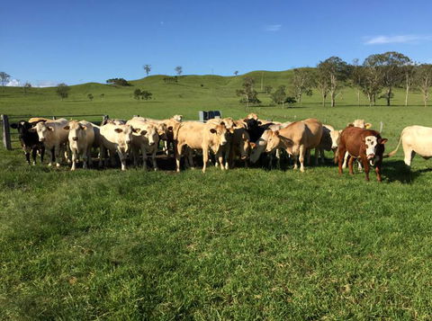 Ian Weir & Son Pty Ltd - Renee 0