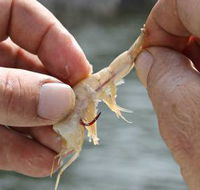Ingham Tackle Shack - Renee