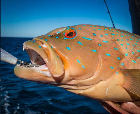 Ingham Tackle Shack - Renee 1