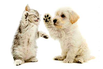 One Stop Pet Supplies - Renee 1