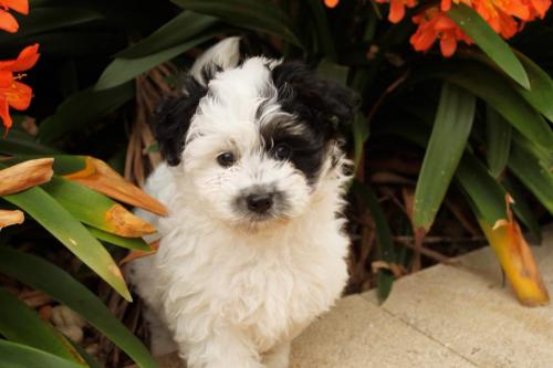 Vets Dapto NSW Renee