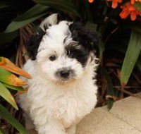 Dapto Veterinary Clinic - Renee