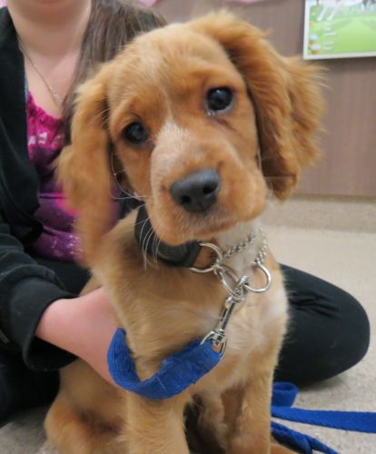 Dapto Veterinary Clinic - Internet Find 2