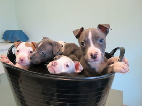 Dapto Veterinary Clinic - Internet Find 3