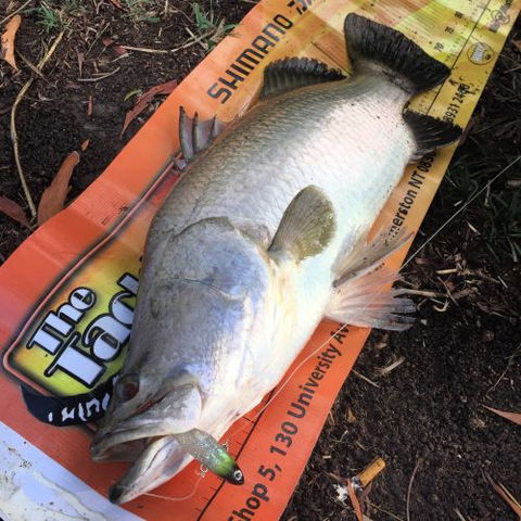 The Tackle Box NT - Swimm 1