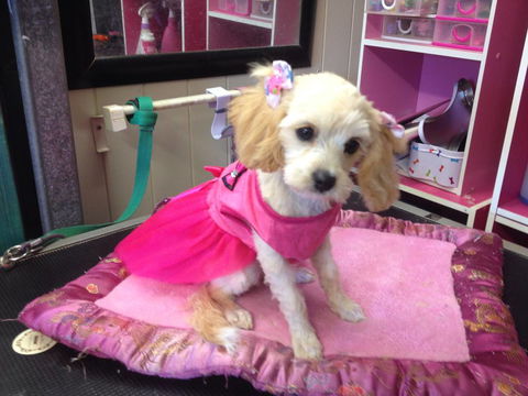 Lyns Total Pet Care - Renee 0