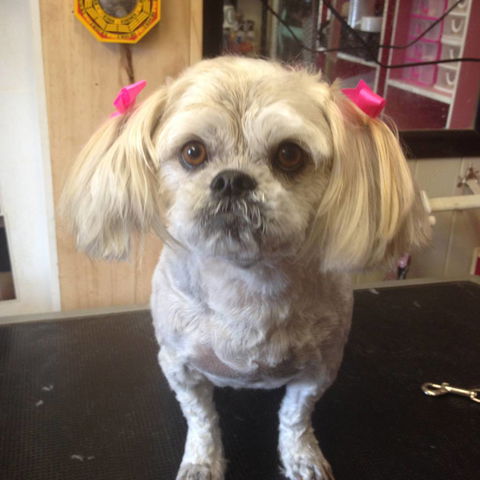 Lyns Total Pet Care - Renee 1